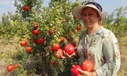 Mersin'de Yılın ilk Erkenci Nar Hasadı Yapıldı