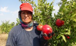 Mersin'de Yılın ilk Erkenci Nar Hasadı Yapıldı