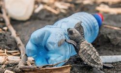 Mersin Sahillerinde Plastik Tehdidi: Caretta Carettalar Risk Altında