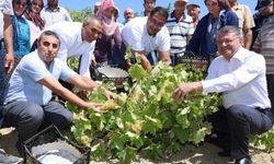 Silifke'de Sofralık Üzüm Hasadı Başladı