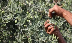 Mersin'de Zeytin Hasadına 1 Ay Kala Verim Kaybı Yaşanıyor