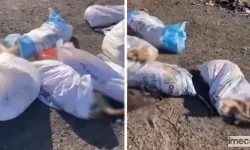 Edirne’de Çuval İçinde Ölü Köpekler Bulundu