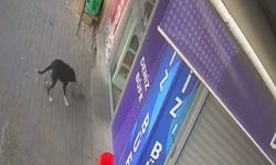 Beslediği köpek hırsız çıktı