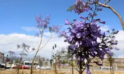 Akdeniz’in Çiçek Bahçesi Mersin’in Meşhur Çiçekleri