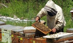 1 kilo balın arıcıya maliyeti 128 TL: 250 liradan ucuz olan ürünler bal diye satın alınmamalı