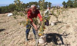 Alıçta Hasat Başladı