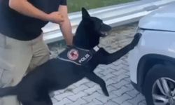 Narkotik Dedektör Köpeği 1 kilo Metamfetamin Buldu