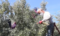 Başkan Murat Orhan'dan Erken Zeytin Hasadına Uyarısı