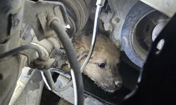 Aracın Motoruna Giren Yavru Köpek Kurtarıldı