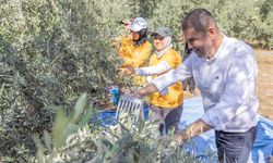 Zeytin Hasadı, Kız Çocuklarının Eğitimi İçin Bir Adım Daha