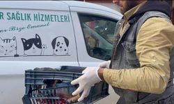 Duyarsız Sürücünün Çarptığı Köpeğe Zabıta Ekipleri Sahip Çıktı