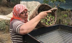 Günlük 3 Bin Liraya Çalışacak Zeytin İşçisi Bulunamıyor