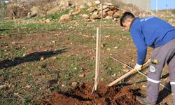 Mersin'de Daha Yeşil Bir Gelecek İçin Ağaçlandırma Seferberliği