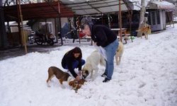 Erdemli Belediyesi, Soğuk Kış Günlerinde Yaban Hayvanlarını Unutmadı