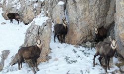 Koruma Altındaki Dağ Keçileri Havadan Görüntülendi