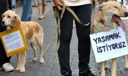 Osmaniye’de Köpekler Canlı Gömüldü, MHP’li Başkan Tepkilere ‘Terörist’ Dedi