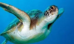 Caretta Carettaların Çiftleşme Dönemi Başladı: Rahatsız Etmeyin Uyarısı