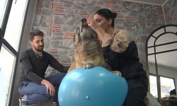 Duman İsimli Obez Köpek Spor ve Pilates ile Zayıflatılıyor