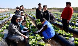 Silifke'de Marul Hasadı Gerçekleştirildi