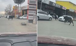 Sanayi Sitesine Giren Boğa, Esnafı Kovaladı