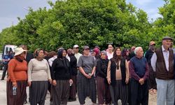 Mersin’de Halk Narenciye Ağaçlarının Kesimini Durdurdu