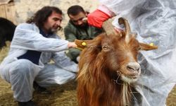 Hayvan Sağlığı İçin Yeni Denetim Dönemi