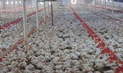 Tarsus'ta Broyler Üretim Tesislerine Biyogüvenlik Denetimi