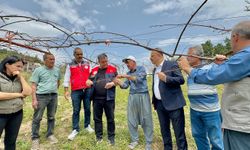 Mersin’de Çiftçiyi Vuran Doğa Felaketi