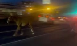 Mersin'de Karayolunda Atlar Trafiği Birbirine Kattı