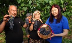 Mersin’de Turfanda Kara Üzüm Hasadı Başladı