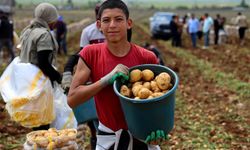 Adana’da Patates Hasadı Başladı, Tarlada Kilogramı 22-24 Lira