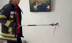Mersin'de Eve Giren Yılan 2 Gün Sonra Yakalandı