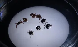 Sivas’ta KKKA Alarmı! 8 Kişiye Tanı Kondu, 1 Kişi Hayatını Kaybetti