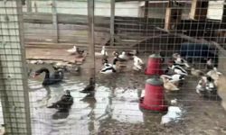 Hayvanat Bahçesi Gibi Ev: Evinden Çıkanlar Hayrete Düşürdü