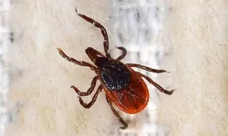 Sivas'ta KKKA Şüphesiyle Bir Haftada Üçüncü Ölüm