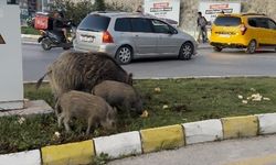 Yaban Domuzlarını Besleyen 3 Kişiye Para Cezası Kesildi