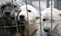 En Az 8 Köpeğe Cinsel İstismarda Bulunduğu ve Öldürdüğü Tespit Edilen Doktor Hakkında İddianame