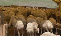 Kurban Etlerini Saklarken Nelere Dikkat Etmeliyiz?