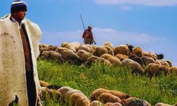 İthal Kurbanlıktan Sonra İthal Çoban Tartışması: Türk Çobanı Gözardı mı Ediliyor?