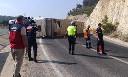 Angus Yüklü Tır Devrildi, Kaçan Hayvanlar Yakalandı
