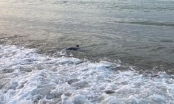 Mersin'de Köpekbalığı Tedirginliği