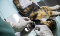 Mersin'deki Kedi Popülasyonu Kısırlaştırma Merkezi ile Dengeleniyor