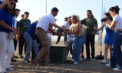Uydu Takipli 'Atlas' Kaplumbağası Denize Bırakıldı