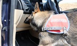 Aksaray’da Narkotik Köpeği, Uyuşturucuyu Patisiyle Ortaya Çıkardı