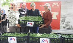 Büyükşehir’den Gülnar’a 105 Bin Domates Fidesi Desteği