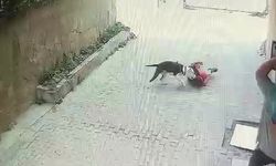 Ataşehir'de Pitbull Dehşeti: Çocuğa Saldırı Kamerada