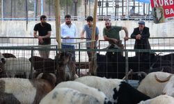 Kurbanlıklar Elde Kaldı: Fiyatlar Yüksek, Alıcı Yok
