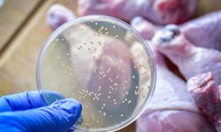 Bakanlık Denetimleri Açıkladı, Salmonella Bulunan Ürünler Gizli
