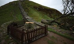 İngiltere’nin İkonik Ağacını Kesenlere Hapis Cezası: Sycamore Gap Ne Anlama Geliyordu?