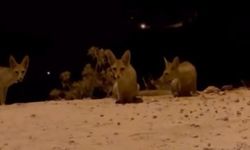Antalya’da Tilki Yavruları İnsanların Yanına Geldi: Krakerle Karnını Doyurdu!